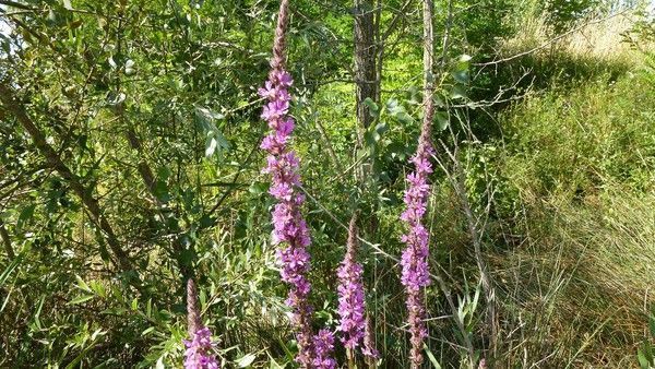 FLEURS DES CHAMPS