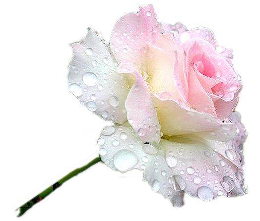 Tube fleur