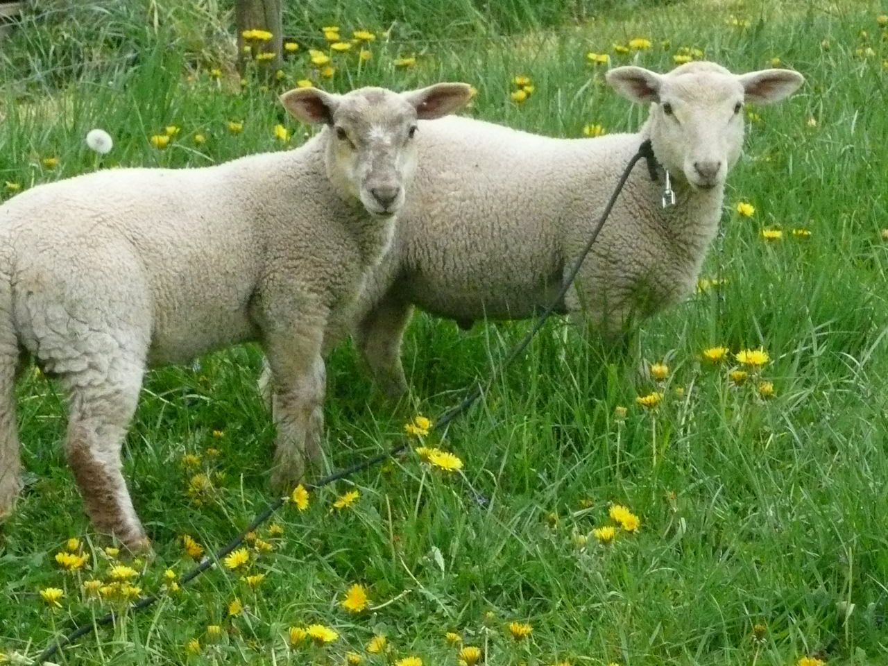Comment S appelle Le Petit Du Mouton Oh les jolis petits moutons