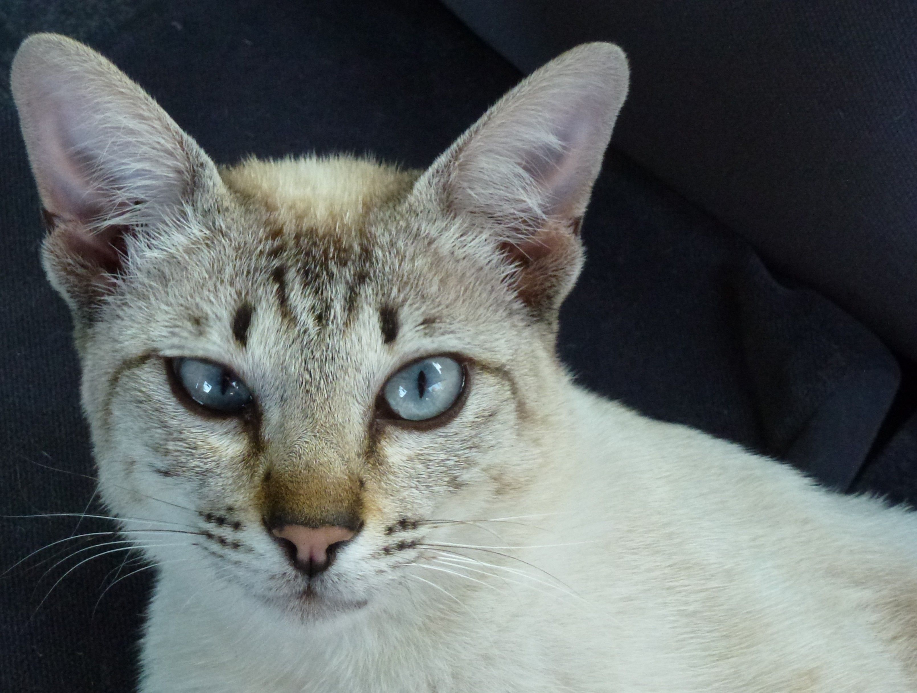 CHAT SIAMOIS